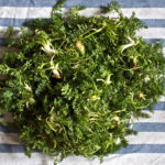 Kümmelkohl Rezept - Essbare Wildpflanzen.